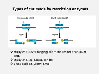 Types of cut made by restriction enzymes
 Sticky ends (overhanging) are more desired than blunt
ends
 Sticky ends eg. EcoR1, HindIII
 Blunt ends eg. EcoRV, SmaI
 