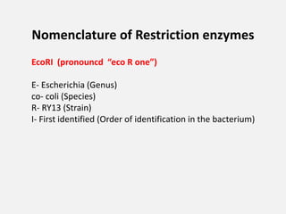 Nomenclature of Restriction enzymes
EcoRI (pronouncd “eco R one”)
E- Escherichia (Genus)
co- coli (Species)
R- RY13 (Strain)
I- First identified (Order of identification in the bacterium)
 