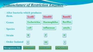 Nomenclature of Restriction Enzymes :-
⮚After bacteria which produces
them.
⮚Genus
⮚Species
⮚Strain
⮚Order Isolated
Escherichia
coli
R
I
EcoRI
Haemophilus
influenzae
d
III
HindIII
Bacillus
amylo.
H
I
BamHI
G^AATTC A^AGCTT G^GATGC
 