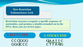 How Restriction
Endonucleases work
⮚Restriction enzymes recognize a specific sequence of
nucleotides, and produce a double-stranded cut in the
DNA. these cuts are of two types:
1. BLUNT END 2. STICKY END
 