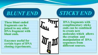 ⮚These blunt ended
fragments can be
joined to any other
DNA fragment with
blunt ends.
⮚Enzymes useful for
certain types of DNA
cloning experiments.
DNA fragments with
complimentary sticky
ends can be combined
to create new
molecules which allows
the creation and
manipulation of DNA
sequences from
different sources.
 