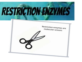 Restriction Endonucleases.pptx