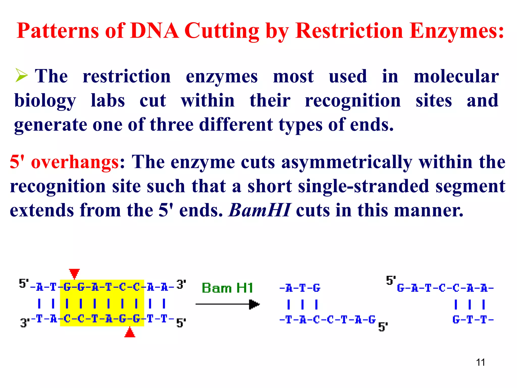 Patterns of DNA Cutting by Restriction Enzymes:
 The restriction enzymes most used in molecular
biology labs cut within their recognition sites and
generate one of three different types of ends.
5' overhangs: The enzyme cuts asymmetrically within the
recognition site such that a short single-stranded segment
extends from the 5' ends. BamHI cuts in this manner.
11
 
