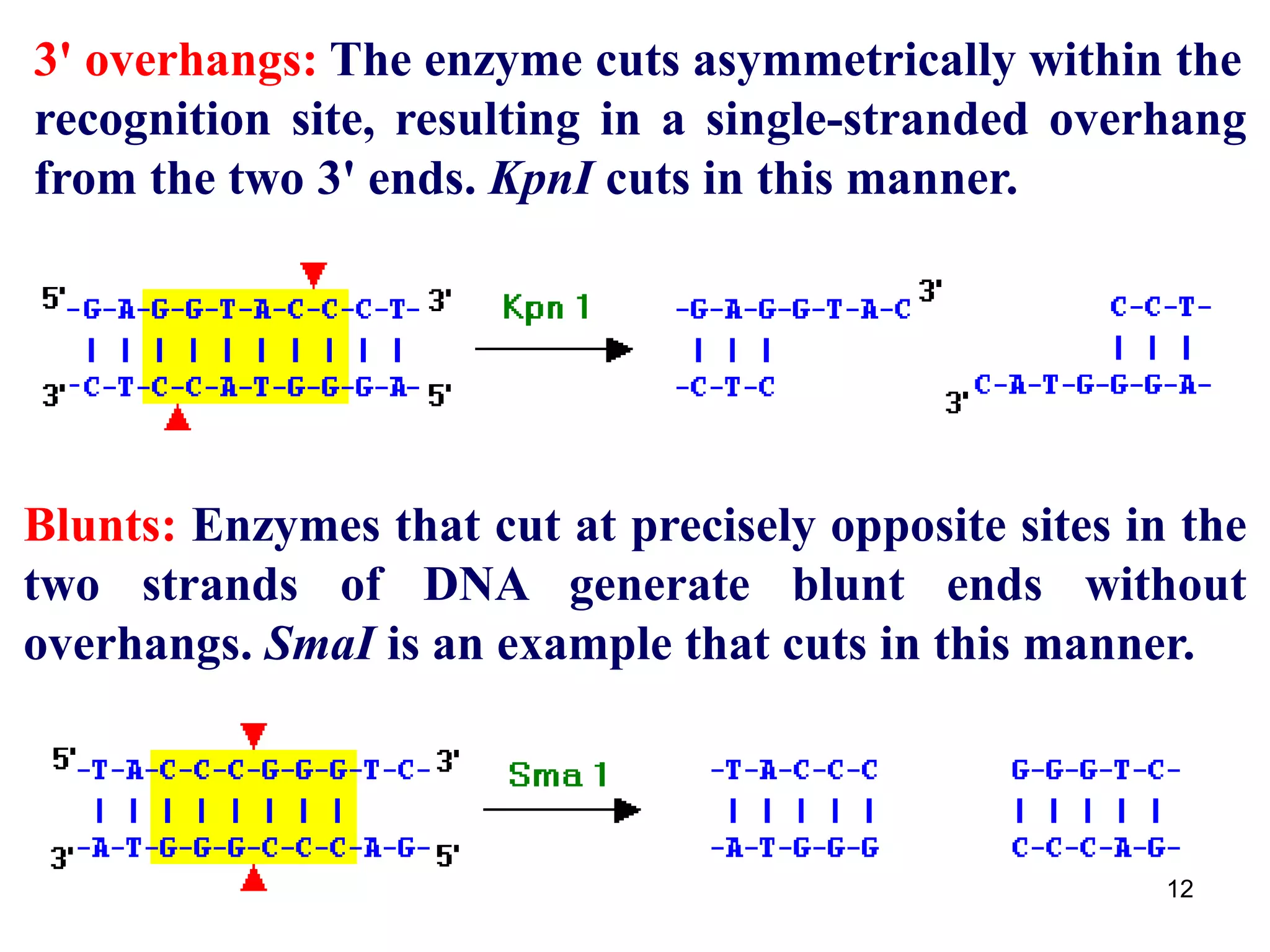 3' overhangs: The enzyme cuts asymmetrically within the
recognition site, resulting in a single-stranded overhang
from the two 3' ends. KpnI cuts in this manner.
Blunts: Enzymes that cut at precisely opposite sites in the
two strands of DNA generate blunt ends without
overhangs. SmaI is an example that cuts in this manner.
12
 