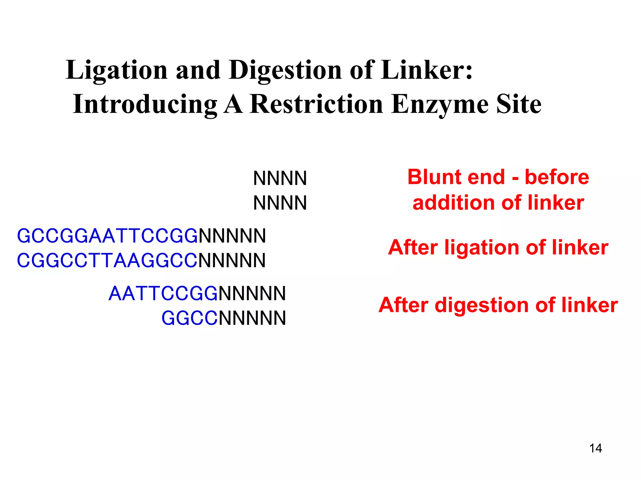 NNNN
NNNN
Blunt end - before
addition of linker
GCCGGAATTCCGGNNNNN
CGGCCTTAAGGCCNNNNN
After ligation of linker
AATTCCGGNNNNN
GGCCNNNNN
After digestion of linker
Ligation and Digestion of Linker:
Introducing A Restriction Enzyme Site
14
 