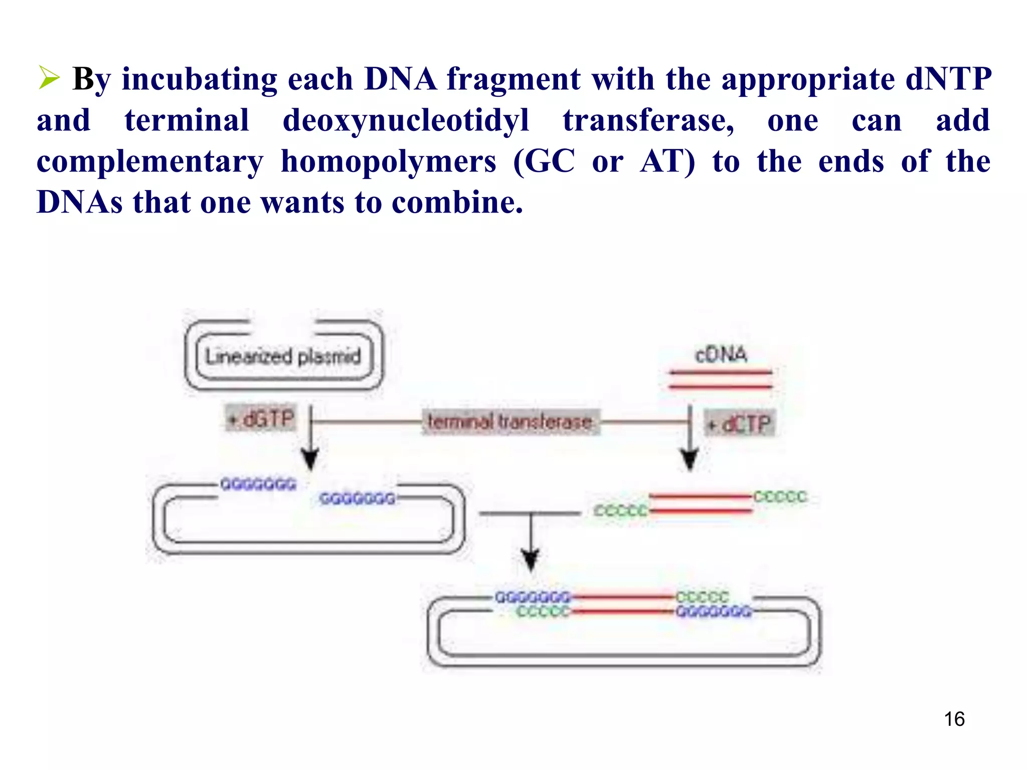  By incubating each DNA fragment with the appropriate dNTP
and terminal deoxynucleotidyl transferase, one can add
complementary homopolymers (GC or AT) to the ends of the
DNAs that one wants to combine.
16
 