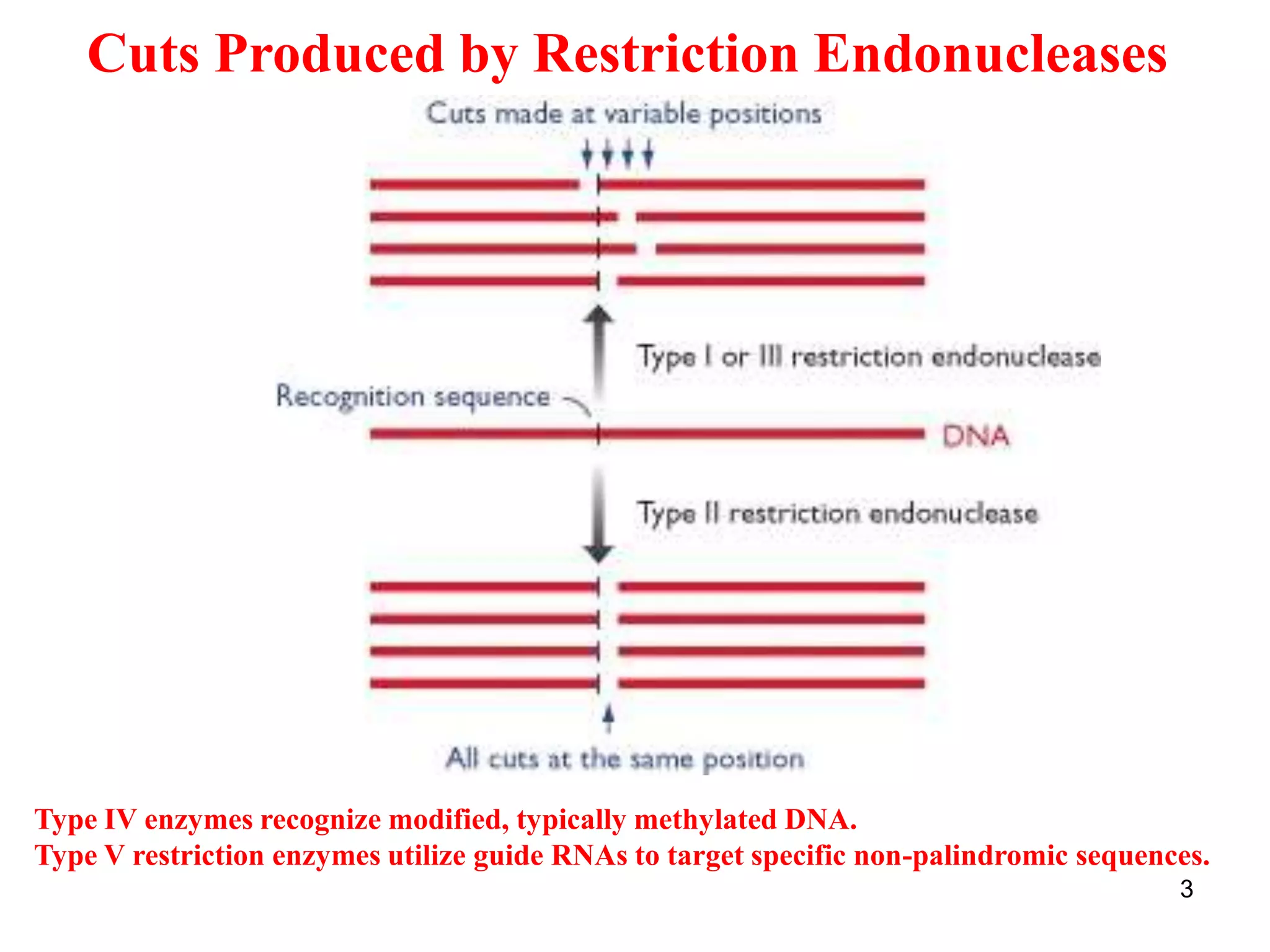 Cuts Produced by Restriction Endonucleases
3
Type IV enzymes recognize modified, typically methylated DNA.
Type V restriction enzymes utilize guide RNAs to target specific non-palindromic sequences.
 
