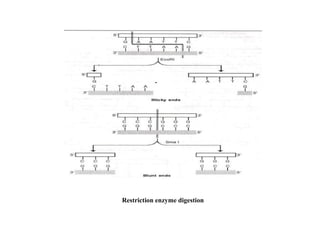 Restriction enzyme digestion
 