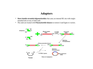 Adaptors
• Short double-stranded oligonucleotides that carry an internal RE site with single-
stranded tails at one or both ends.
• The ends are treated with Polynucleotide kinases to restore it and ligate to vectors.
Vector
 