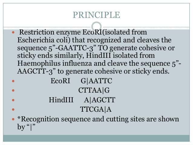 restriction enzyme digestion