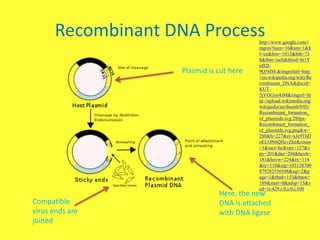 Recombinant DNA Process            http://www.google.com/i
                                         mgres?num=10&um=1&h
                                         l=en&biw=1015&bih=73
                                         8&tbm=isch&tbnid=ht1Y
                                         nB2I-
                   Plasmid is cut here   9Q5HM:&imgrefurl=http:
                                         //en.wikipedia.org/wiki/Re
                                         combinant_DNA&docid=
                                         KUT-
                                         5jVGGyn4zM&imgurl=ht
                                         tp://upload.wikimedia.org/
                                         wikipedia/en/thumb/0/01/
                                         Recombinant_formation_
                                         of_plasmids.svg/280px-
                                         Recombinant_formation_
                                         of_plasmids.svg.png&w=
                                         280&h=227&ei=xJe9T6D
                                         oELON6QHcvZhe&zoom
                                         =1&iact=hc&vpx=127&v
                                         py=201&dur=204&hovh=
                                         181&hovw=224&tx=114
                                         &ty=110&sig=103128700
                                         879282556508&sqi=2&p
                                         age=1&tbnh=153&tbnw=
                                         189&start=0&ndsp=15&v
                                         ed=1t:429,r:0,s:0,i:100
                              Here, the new
Compatible                    DNA is attached
virus ends are                with DNA ligase
joined
 
