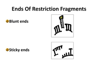 Ends Of Restriction Fragments
Blunt ends
Sticky ends
 