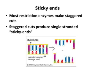 Sticky ends
• Most restriction enzymes make staggered
cuts
• Staggered cuts produce single stranded
“sticky-ends”
 