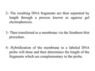 2- The resulting DNA fragments are then separated by
length through a process known as agarose gel
electrophoresis.
3- Then transferred to a membrane via the Southern blot
procedure.
4- Hybridization of the membrane to a labeled DNA
probe will done and then determines the length of the
fragments which are complementary to the probe.
 