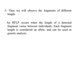 5- Then we will observe the fragments of different
length.
An RFLP occurs when the length of a detected
fragment varies between individuals. Each fragment
length is considered an allele, and can be used in
genetic analysis.
 