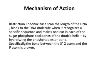 Mechanism of Action
Restriction Endonuclease scan the length of the DNA
, binds to the DNA molecule when it recognizes a
specific sequence and makes one cut in each of the
sugar phosphate backbones of the double helix – by
hydrolyzing the phoshphodiester bond.
Specifically,the bond between the 3’ O atom and the
P atom is broken.
 