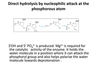 Direct hydrolysis by nucleophilic attack at the
phosphorous atom
3’OH and 5’ PO4
3- is produced. Mg2+ is required for
the catalytic activity of the enzyme. It holds the
water molecule in a position where it can attack the
phosphoryl group and also helps polarize the water
molecule towards deprotonation .
 