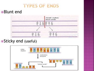 Blunt end
Sticky end (useful)
 
