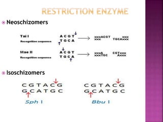  Neoschizomers
 Isoschizomers
 