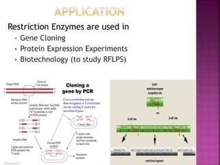 Restriction Enzymes are used in
• Gene Cloning
• Protein Expression Experiments
• Biotechnology (to study RFLPS)
 