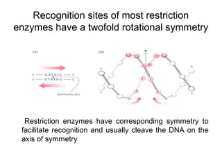 Recognition sites of most restriction
enzymes have a twofold rotational symmetry
Restriction enzymes have corresponding symmetry to
facilitate recognition and usually cleave the DNA on the
axis of symmetry
 