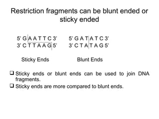 Restriction fragments can be blunt ended or
sticky ended
5’ G A A T T C 3’ 5’ G A T A T C 3’
3’ C T T A A G 5’ 3’ C T A T A G 5’
Sticky Ends Blunt Ends
 Sticky ends or blunt ends can be used to join DNA
fragments.
 Sticky ends are more compared to blunt ends.
 