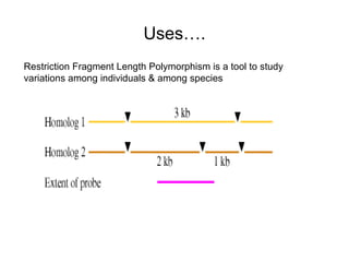 Uses….
Restriction Fragment Length Polymorphism is a tool to study
variations among individuals & among species
 
