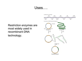 Uses….
Restriction enzymes are
most widely used in
recombinant DNA
technology.
 