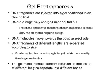 Gel Electrophoresis
• DNA fragments are injected into a gel positioned in an
electric field
• DNA are negatively charged near neutral pH
• The ribose phosphate backbone of each nucleotide is acidic;
DNA has an overall negative charge
• DNA molecules move towards the positive electrode
• DNA fragments of different lengths are separated
according to size
– Smaller molecules move through the gel matrix more readily
than larger molecules
• The gel matrix restricts random diffusion so molecules
of different lengths separate into different bands
 