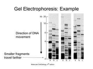 Gel Electrophoresis: Example
Direction of DNA
movement
Smaller fragments
travel farther
Molecular Cell Biology, 4th edition
 