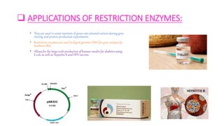  APPLICATIONS OF RESTRICTION ENZYMES:
• They are used to assist insertion of genes into plasmid vectors during gene
cloning and protein production experiments.
• Restriction enzymes are used to digest genomic DNA for gene analysis by
Southern Blot.
• Allows for the large scale production of human insulin for diabetes using
E.coli, as well as Hepatitis B and HPV vaccine.
 