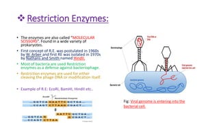 Restriction Enzymes:
• The enzymes are also called “MOLECULAR
SCISSORS”. Found in a wide variety of
prokaryotes.
• First concept of R.E. was postulated in 1960s
by W. Arber and first RE was isolated in 1970s
by Nathans and Smith named HindII.
• Most of bacteria are used Restriction
enzymes as a defense against bacteriophage.
• Restriction enzymes are used for either
cleaving the phage DNA or modification itself.
• Example of R.E: EcoRI, BamHI, HindII etc..
Fig: Viral genome is entering into the
bacterial cell.
 