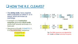 HOW THE R.E. CLEAVES?
• The sticky ends, have unpaired
DNA nucleotides on either 5'- or 3'-
strand, which are known as
overhangs.
• A straight cut of restriction
enzymes generates blunt ends,
where both strands terminate in a
base pair.
• Sequence of EcoRI: 5’GAATTC 3’ ,
it is PALINDROMIC sequence.
5’ GAATTC 3’
3’ CTTAAG 5’
Fig: The DNA sequences are digested by
the EcoRI and SmaI restriction enzymes.
 