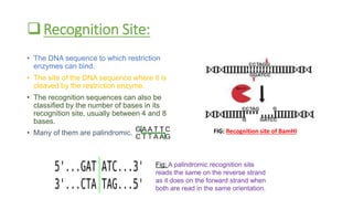 Recognition Site:
• The DNA sequence to which restriction
enzymes can bind.
• The site of the DNA sequence where it is
cleaved by the restriction enzyme.
• The recognition sequences can also be
classified by the number of bases in its
recognition site, usually between 4 and 8
bases.
• Many of them are palindromic. FIG: Recognition site of BamHI
Fig: A palindromic recognition site
reads the same on the reverse strand
as it does on the forward strand when
both are read in the same orientation.
 