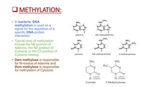 METHYLATION:
• In bacteria, DNA
methylation is used as a
signal for the regulation of a
specific DNA-protein
interaction.
• Typical sites of methylation
include the N6 position of
Adenine, the N4 position of
Cytosine or the C5 position of
Cytosine residue.
• Dam methylase is responsible
for N-residue of Adenine and
Dcm methylase is responsible
for methylation of Cytosine.
 