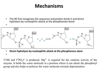 Mechanisms
• The RE first recognizes the sequence and protein binds it and direct
hydrolysis by nucleophilic attack at the phosphoester bond
•
• Direct hydrolysis by nucleophilic attack at the phosphorous atom
•
3’OH and 5’PO43’ is produced. Mg2+ is required for the catalytic activity of the
enzyme. It holds the water molecule in a position where it can attack the phosphoryl
group and also helps to polarize the water molecule towards deprotanation.
 