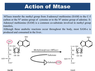 Action of Mtase
MTases transfer the methyl group from S-adenosyl methionine (SAM) to the C-5
carbon or the N4 amino group of cytosine or to the N6 amino group of adenine. S-
Adenosyl methionine (SAM) is a common co-substrate involved in methyl group
transfers,
Although these anabolic reactions occur throughout the body, most SAM-e is
produced and consumed in the liver..
 