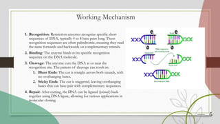 6
Working Mechanism
1. Recognition: Restriction enzymes recognize specific short
sequences of DNA, typically 4 to 8 base pairs long. These
recognition sequences are often palindromic, meaning they read
the same forwards and backwards on complementary strands.
2. Binding: The enzyme binds to its specific recognition
sequence on the DNA molecule.
3. Cleavage: The enzyme cuts the DNA at or near the
recognition site. The pattern of cleavage can result in:
1. Blunt Ends: The cut is straight across both strands, with
no overhanging bases.
2. Sticky Ends: The cut is staggered, leaving overhanging
bases that can base-pair with complementary sequences.
4. Repair: After cutting, the DNA can be ligated (joined) back
together using DNA ligase, allowing for various applications in
molecular cloning.
 