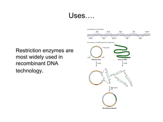 restriction enzymes.pptDNA molecules at specific sequences of bases. | PPT