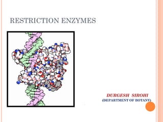 RESTRICTION ENZYMES 
DURGESH SIROHI 
(DEPARTMENT OF BOTANY) 
.  