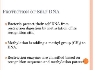 PROTECTION OF SELF DNA 
Bacteria protect their self DNA from restriction digestion by methylation of its recognition site. 
Methylation is adding a methyl group (CH3) to DNA. 
Restriction enzymes are classified based on recognition sequence and methylation pattern.  