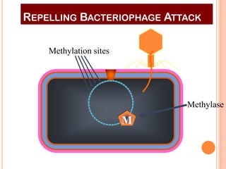 REPELLING BACTERIOPHAGE ATTACK 
Methylation sites 
M 
Methylase  