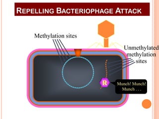 Methylation sites 
REPELLING BACTERIOPHAGE ATTACK 
Unmethylated 
methylation 
sites 
R 
Munch! Munch! Munch . . .  