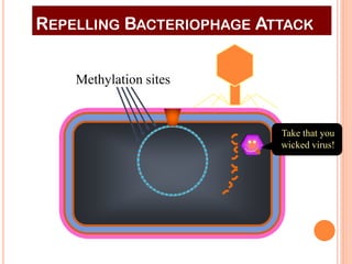 REPELLING BACTERIOPHAGE ATTACK 
Methylation sites 
Take that you wicked virus!  