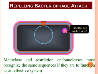 REPELLING BACTERIOPHAGE ATTACK 
Take that you wicked virus! 
Methylase and restriction endonucleases must recognize the same sequences if they are to function as an effective system  