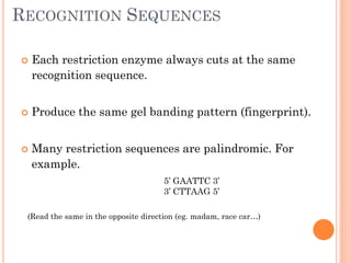 RECOGNITION SEQUENCES 
Each restriction enzyme always cuts at the same recognition sequence. 
Produce the same gel banding pattern (fingerprint). 
Many restriction sequences are palindromic. For example. 
(Read the same in the opposite direction (eg. madam, race car…) 
5’ GAATTC 3’ 
3’ CTTAAG 5’  