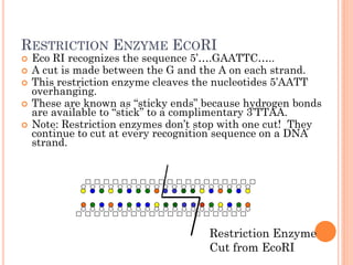 RESTRICTION ENZYME ECORI 
Eco RI recognizes the sequence 5’….GAATTC….. 
A cut is made between the G and the A on each strand. 
This restriction enzyme cleaves the nucleotides 5’AATT overhanging. 
These are known as “sticky ends” because hydrogen bonds are available to “stick” to a complimentary 3’TTAA. 
Note: Restriction enzymes don’t stop with one cut! They continue to cut at every recognition sequence on a DNA strand. 
Restriction Enzyme Cut from EcoRI  