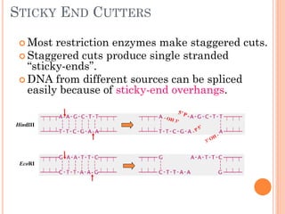 STICKY END CUTTERS 
Most restriction enzymes make staggered cuts. 
Staggered cuts produce single stranded “sticky-ends”. 
DNA from different sources can be spliced easily because of sticky-end overhangs. 
EcoRI 
HindIII  