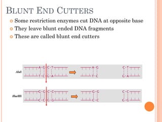 BLUNT END CUTTERS 
Some restriction enzymes cut DNA at opposite base 
They leave blunt ended DNA fragments 
These are called blunt end cutters 
AluI 
HaeIII  