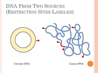 DNA FROM TWO SOURCES (RESTRICTION SITES LABELED) 
Circular DNA 
Linear DNA  